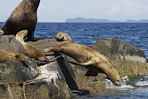 Steller's Sea Lion (Eumetopias jubatus) jumping into water, Prince William Sound, Alaska