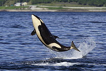 Orca (Orcinus orca) juvenile jumping, Hokkaido, Japan