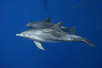 Indo-pacific Bottlenose Dolphin (Tursiops aduncus) mother and juvenile, Ogasawara Island, Japan