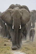 African Elephant (Loxodonta africana) herd walking, Amboseli National Park, Kenya