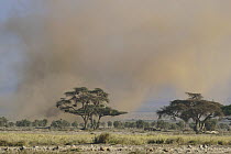 Sandstorm over the savannah, Amboseli National Park, Kenya