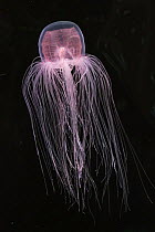 Jellyfish (Spirocodon saltator), Japan