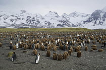 King Penguin (Aptenodytes patagonicus) colony, South Georgia Island