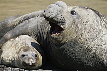 Southern Elephant Seal (Mirounga leonina) pair mating, South Georgia Island