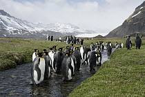 King Penguin (Aptenodytes patagonicus) group in river, South Georgia Island