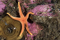 Scarlet Sea-star (Henricia sanguinolenta) and sea anemone, Bonne Bay, Newfoundland, Canada