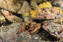American Lobster (Homarus americanus) in crevice, Bonne Bay, Newfoundland, Canada
