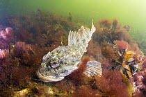 Shorthorn Sculpin (Myoxocephalus scorpius), Bonne Bay, Newfoundland, Canada