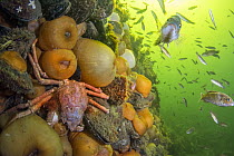 Arctic Lyre Crab (Hyas coarctatus) among sea anemones and Cunner (Tautogolabrus adspersus) school, Bonne Bay, Newfoundland, Canada
