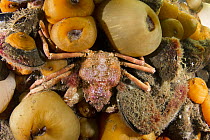 Arctic Lyre Crab (Hyas coarctatus) among sea anemones, Bonne Bay, Newfoundland, Canada