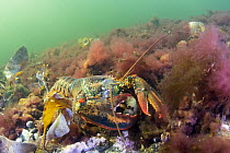 American Lobster (Homarus americanus) feeding on sea urchin, Bonne Bay, Newfoundland, Canada