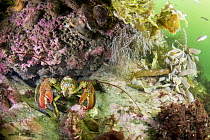 American Lobster (Homarus americanus) in reef, Bonne Bay, Newfoundland, Canada