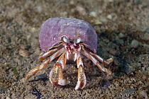 Acadian Hermit Crab (Pagurus acadianus), Bay of Fundy, Maine