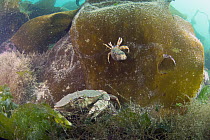 Atlantic Rock Crab (Cancer irroratus) and Acadian Hermit Crab (Pagurus acadianus) on kelp, Bay of Fundy, Maine