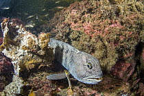 Atlantic Wolffish (Anarhichas lupus), Passamaquoddy Bay, Maine