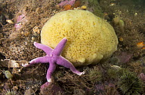 Scarlet Sea-star (henricia sanguinolenta) on sponge, Passamaquoddy Bay, Maine