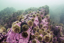 Green Sea Urchin (Strongylocentrotus droebachiensis) barren, Passamaquoddy Bay, Maine