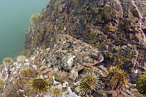 Winter Flounder (Pleuronectes americanus) camouflaged among Green Sea Urchins (Strongylocentrotus droebachiensis) barren, Passamaquoddy Bay, Maine
