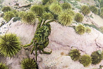 Common Shore Crab (Carcinus maenas) camouflaged amongst Green Sea Urchins (Strongylocentrotus droebachiensis) barren, Passamaquoddy Bay, Maine