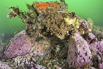 American Lobster (Homarus americanus) and camouflaged Atlantic Sea Raven (Hemitripterus americanus), Passamaquoddy Bay, Maine