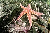 Northern Sea Star (Asterias vulgaris), Passamaquoddy Bay, Maine