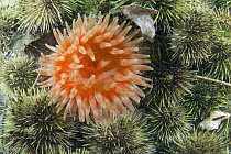 Northern Red Sea Anemone (Tealia felina) among Green Sea Urchins (Strongylocentrotus droebachiensis), Passamaquoddy Bay, Maine