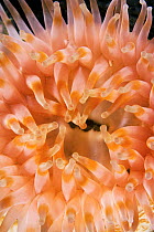 Northern Red Sea Anemone (Tealia felina) tentacles and mouth, Passamaquoddy Bay, Maine