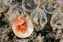 Sea Peach (Halocynthia pyriformis) and retracted Feather Duster Worms (Myxicola infundibulum), Passamaquoddy Bay, Maine