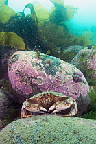 Atlantic Rock Crab (Cancer irroratus), Bay of Fundy, Maine