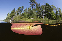 Fragrant Water Lily (Nymphaea odorata) and boreal forest, Nova Scotia, Canada