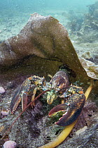 American Lobster (Homarus americanus), Passamaquoddy Bay, Maine