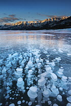Mountains and frozen gas bubbles beneath surface of frozen lake, Abraham Lake, Canadian Rockies, Alberta, Canada