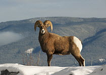 Bighorn Sheep (Ovis canadensis) ram in winter, Banff National Park, Alberta, Canada