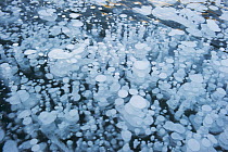 Frozen gas bubbles beneath surface of frozen lake, Abraham Lake, Canadian Rockies, Alberta, Canada