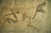 Dinosaur (Lambeosaurus sp) fossil, Royal Tyrrell Museum, Drumheller, Alberta, Canada