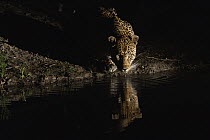 Leopard (Panthera pardus) drinking at night, Londolozi, Sabi-sands Game Reserve, South Africa