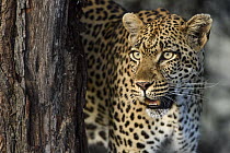 Leopard (Panthera pardus), Londolozi, Sabi-sands Game Reserve, South Africa
