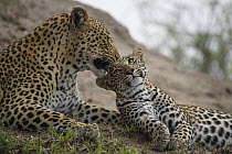 Leopard (Panthera pardus) mother licking cub, Londolozi, Sabi-sands Game Reserve, South Africa