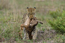 Leopard (Panthera pardus) carrying Bontebok (Damaliscus pygargus) calf prey, Londolozi, Sabi-sands Game Reserve, South Africa