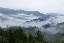 Coast Redwood (Sequoia sempervirens) forest in fog, Pescadero Creek County Park, California