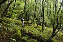 Backpacker hiking through deciduous forest, Pescadero Creek County Park, California