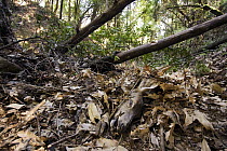 Black-tailed Deer (Odocoileus hemionus) doe carcass covered with leaves by Mountain Lion (Puma concolor), Santa Cruz Puma Project, Lexington Reservoir County Park, California