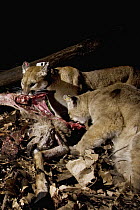 Mountain Lion (Puma concolor) mother and six month old male cub feeding on Black-tailed Deer (Odocoileus hemionus) doe carcass at night, Santa Cruz Puma Project, Lexington Reservoir County Park, Calif...