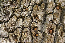 Oak (Quercus sp) branch, part of a granary tree, with acorns placed there by Acorn Woodpeckers (Melanerpes formicivorus), Blue Oak Ranch Reserve, Bay Area, California