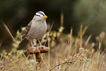 White-crowned Sparrow (Zonotrichia leucophrys) model used in playback experiments, Lobos Dunes, Presidio, San Francisco, Bay Area, California