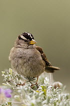 White-crowned Sparrow (Zonotrichia leucophrys), Lobos Dunes, Presidio, San Francisco, Bay Area, California