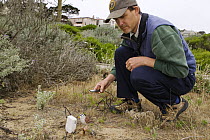 White-crowned Sparrow (Zonotrichia leucophrys) biologist, David Luther, using decoy and playback to study territorial responses to certain dialects of calls, Lobos Dunes, Presidio, San Francisco, Bay...