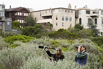 White-crowned Sparrow (Zonotrichia leucophrys) biologist, Kate Gentry and David Luther, recording calls, Lobos Dunes, Presidio, San Francisco, Bay Area, California