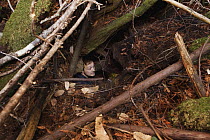 Mountain Lion (Puma concolor) biologist, Max Allen, inside den in large root system, Santa Cruz Puma Project, Santa Cruz, Monterey Bay, California