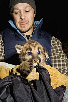 Mountain Lion (Puma concolor) biologist, Max Allen, holding six week old male cub, Santa Cruz Puma Project, Santa Cruz, Monterey Bay, California